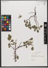 Foto von Salix reticulata L.